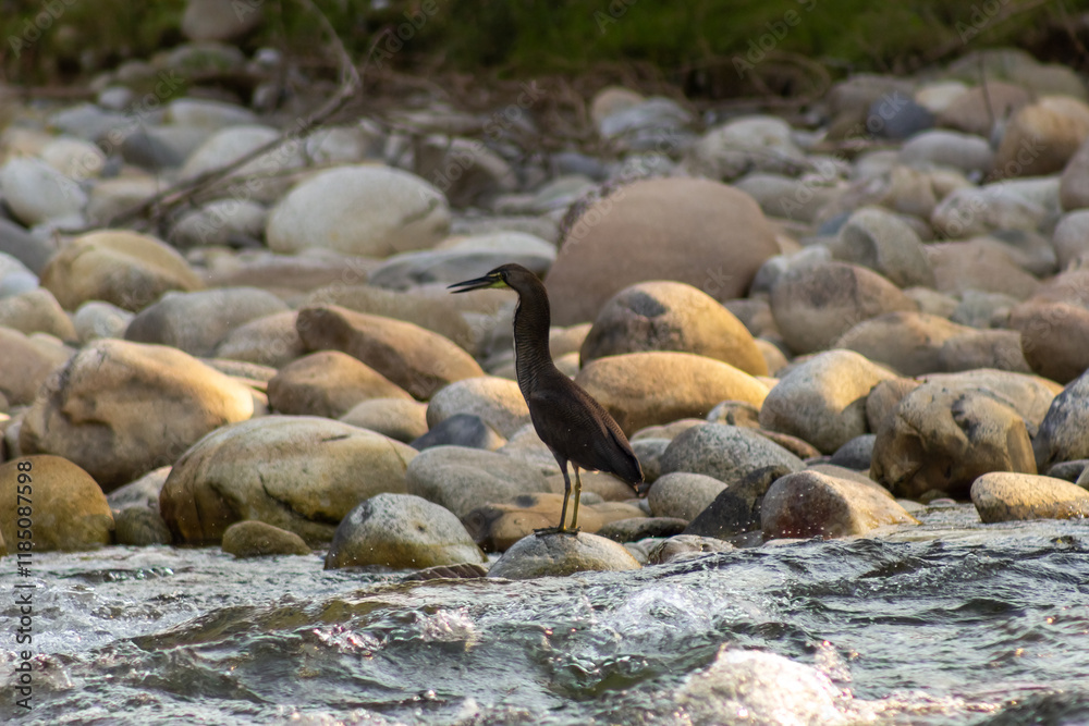 Fototapeta premium Great Blue Heron, Ardea herodias, single bird in water,