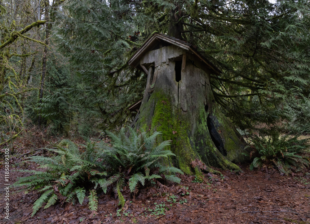 Unique tree house with roof made out of a long dead tree stump. Unique tree house with roof made out of a long dead tree stump.