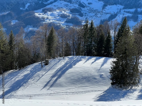 Picturesque canopies of alpine trees in a typical winter atmosphere over the Lake Walen or Lake Walenstadt (Walensee) and in the Swiss Alps, Walenstadtberg - Switzerland (Kanton St. Gallen, Schweiz) photo