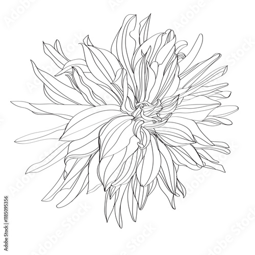 white flower isolated on white