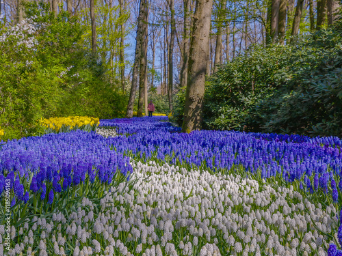 a blue and white hyacinth flowerbed at Keukenhof gardens near amsterdam, netherlands