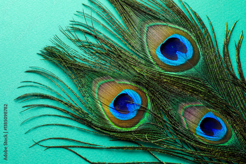Obraz premium Many beautiful peacock feathers on turquoise background, top view