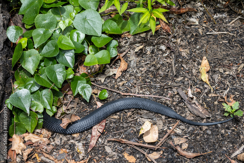 Australian Red-bellied Black Snake dissapears into vegetation when disturbed Australian Red-bellied Black Snake dissapears into vegetation when disturbed