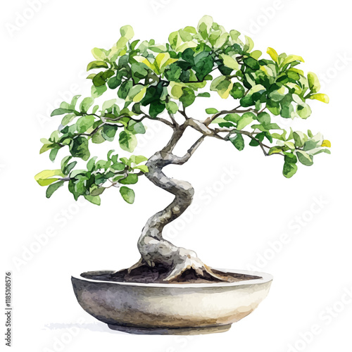 A watercolor drawing of a Monkeypod Tree Bonsai, isolated on a white background. Monkeypod Tree Bonsai vector.
