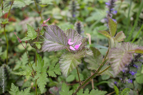 petals of a flower on a leaf