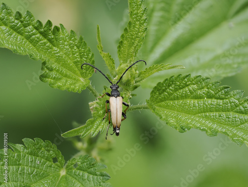 Rothalsbock (Stictoleptura rubra) photo