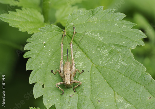 Gewöhnliche Strauchschrecke (Pholidoptera griseoaptera) photo