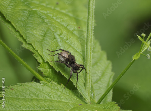 Laufwolf (Pardosa spec.) photo