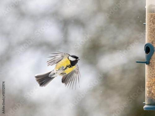 Kohlmeise (Parus major) photo