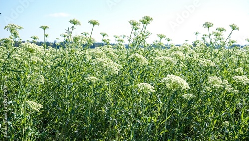 Vivid dill field with green tops swaying in the breeze bees buzzing under the midday sun photo