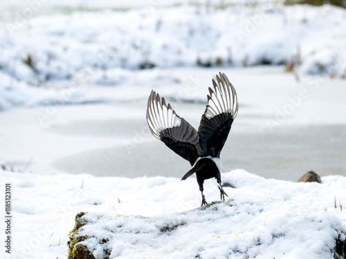 Elster (Pica pica)         ,                         Elster ,Pica pica, ,magpie, pica,rabenvögel,dorf,stadt,feld,nesträuber,verhasst,natur,vögel, schwarz, weiss, stimme,,Eifel, photo