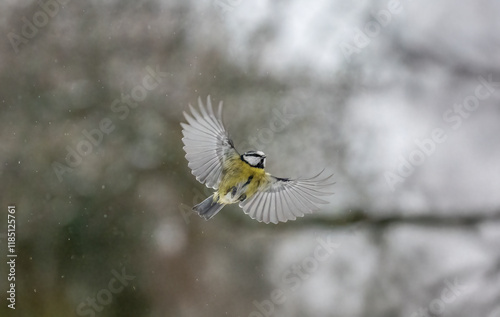 . Blaumeise (Cyanistes caeruleu) photo