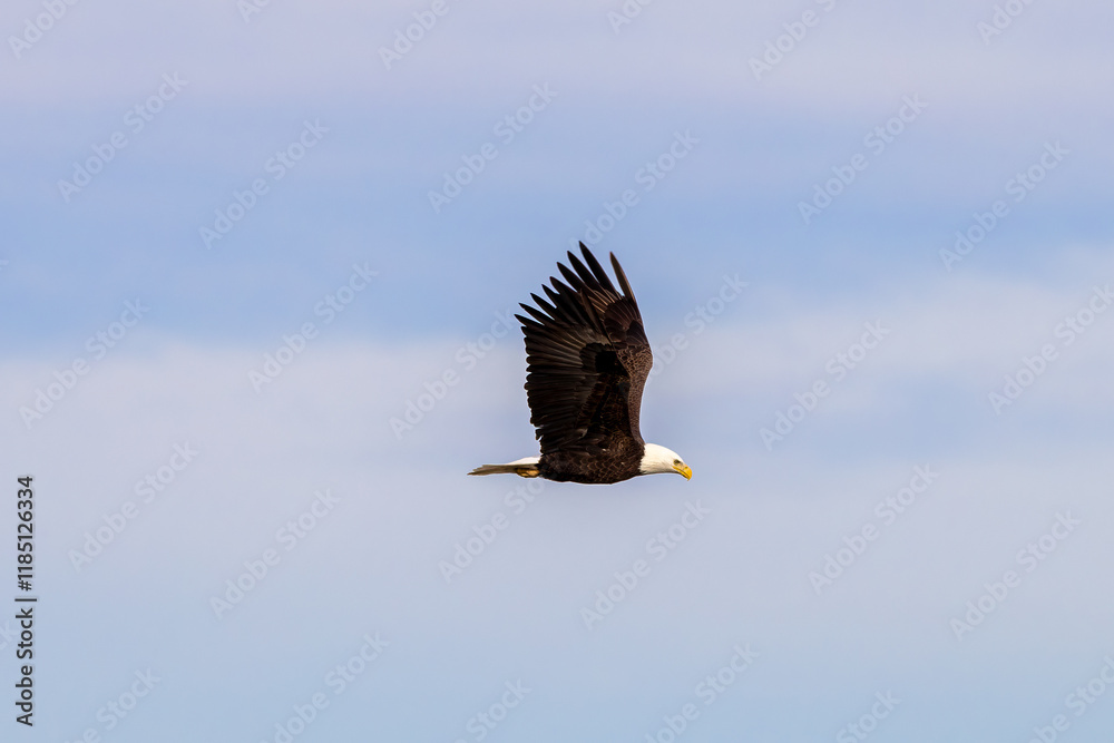 Obraz premium eagle in flight