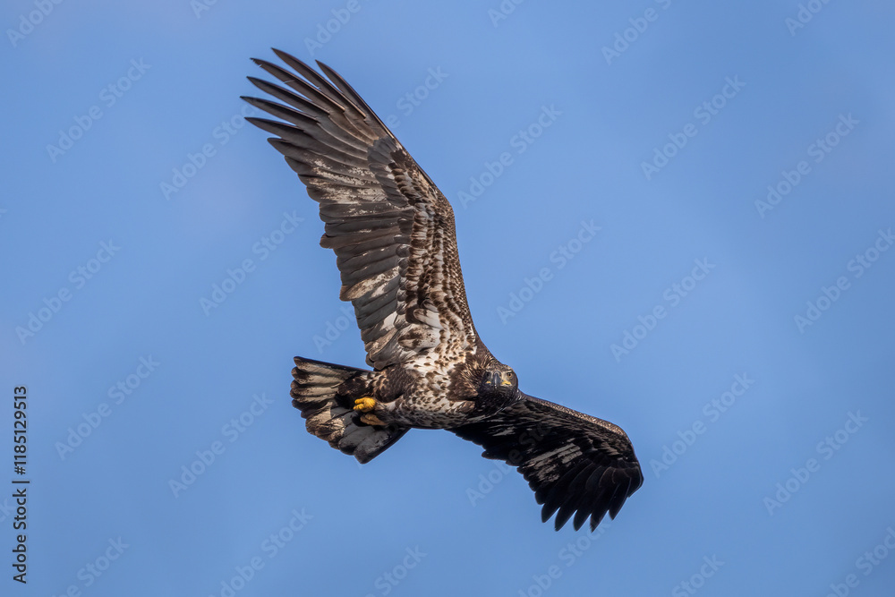 Obraz premium american eagle in flight