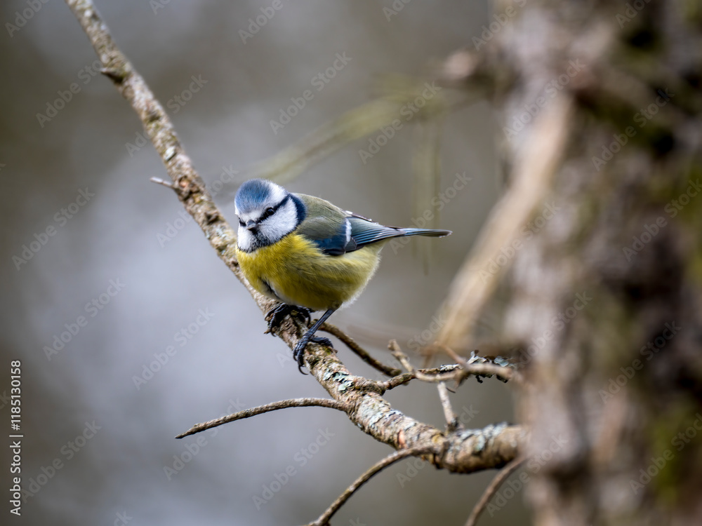 Fototapeta premium Blaumeise&nbsp;(Cyanistes caeruleu)