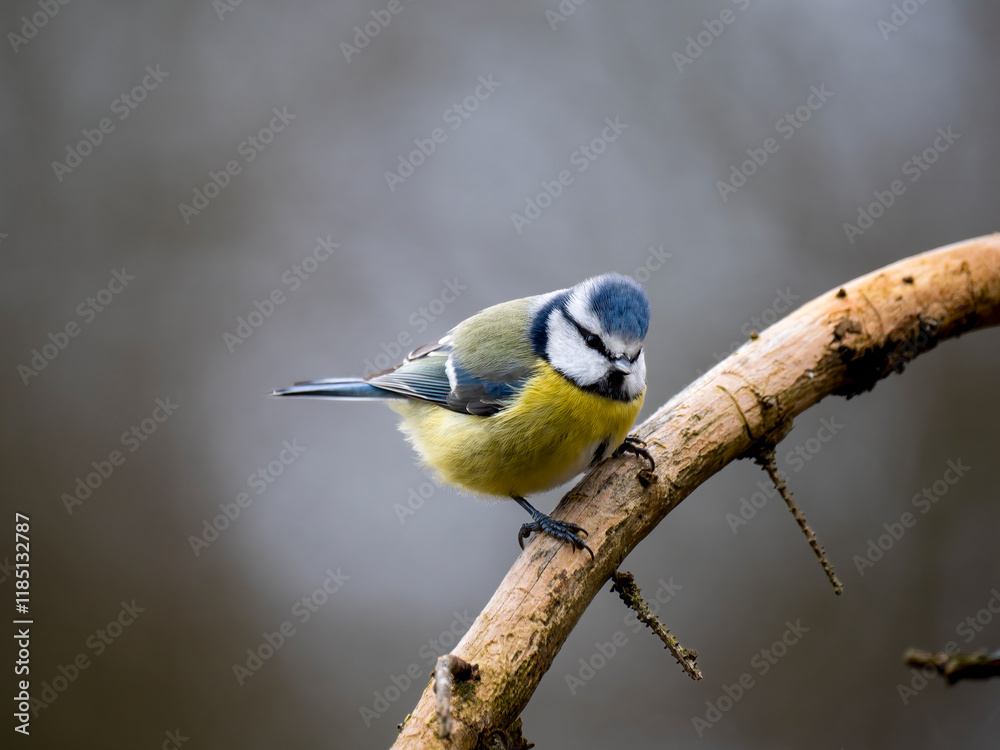 Fototapeta premium Blaumeise (Cyanistes caeruleu)