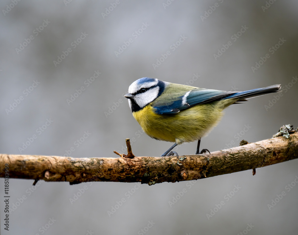 Obraz premium Blaumeise&nbsp;(Cyanistes caeruleu)
