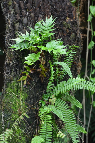 Japanase holly ferns growing on a soft tree fern trunk photo