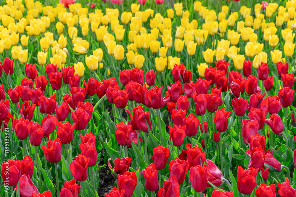 Colorful field filled with blooming tulips in red and yellow hues. Lush green leaves surround vibrant flowers during spring season on flowerbed in the park or garden, landscape design element Colorful field filled with blooming tulips in red and yellow hues. Lush green leaves surround vibrant flowers during spring season on flowerbed in the park or garden, landscape design element