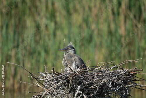 un jeune héron sur son nid