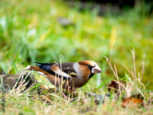 Kernbeißer (Coccothraustes coccothraustes) photo