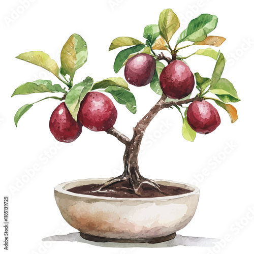 A watercolor of a Mangosteen Bonsai, isolated on a white background. Mangosteen Bonsai vector.
