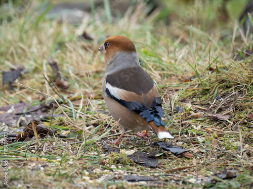 Kernbeißer (Coccothraustes coccothraustes) photo