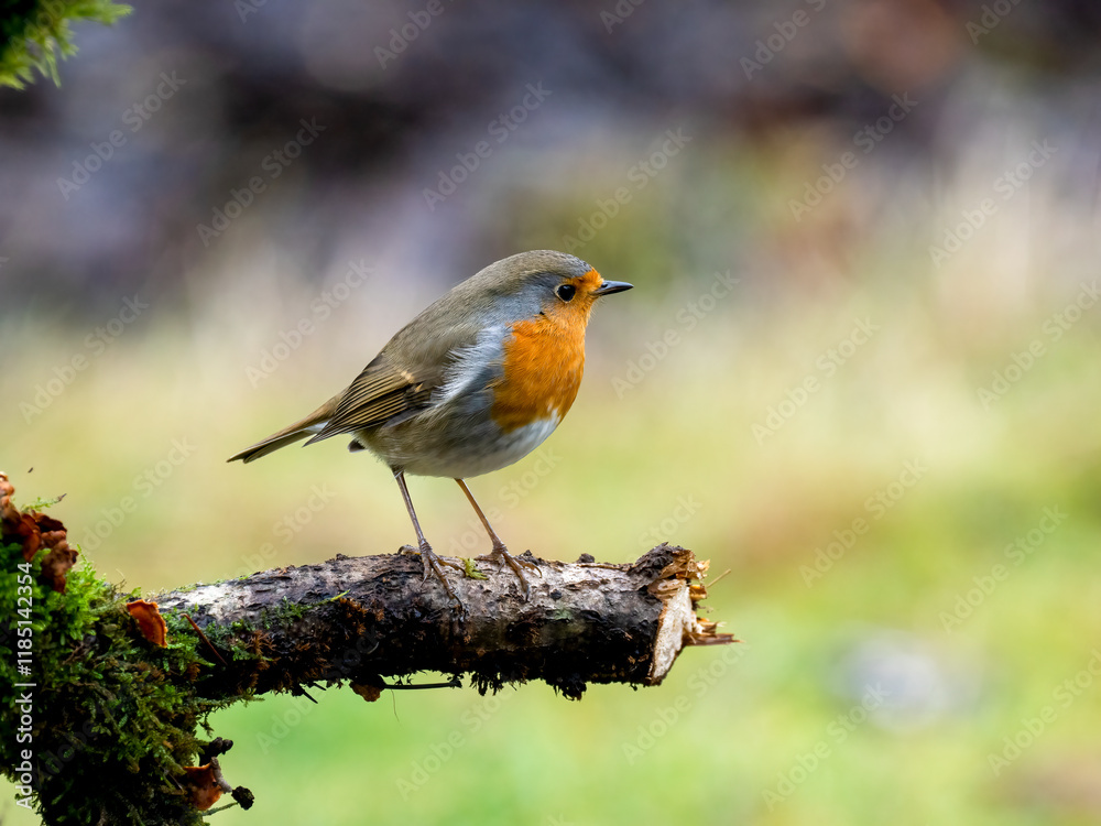 Rotkehlchen (Erithacus rubecula) Rotkehlchen (Erithacus rubecula)