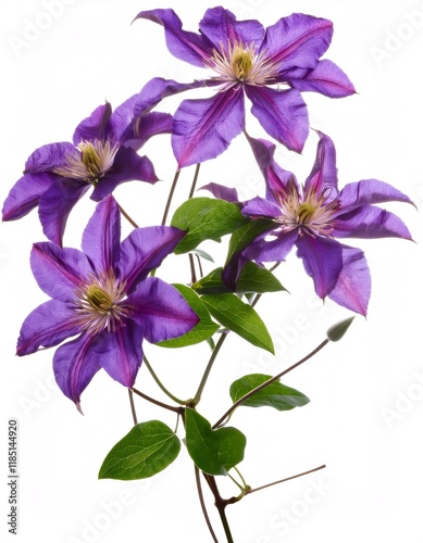 Violet firefly clematis vine displaying large delicate blooms, spreading green foliage against pristine white backdrop