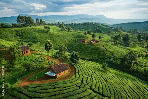 Green tea plantation covering rolling hills in rwanda, africa