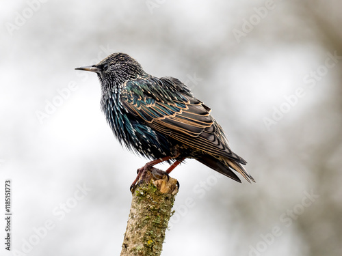 Star (Sturnus vulgaris) photo