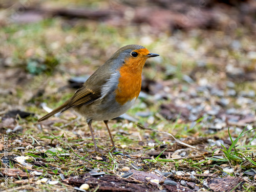 Rotkehlchen (Erithacus rubecula) photo