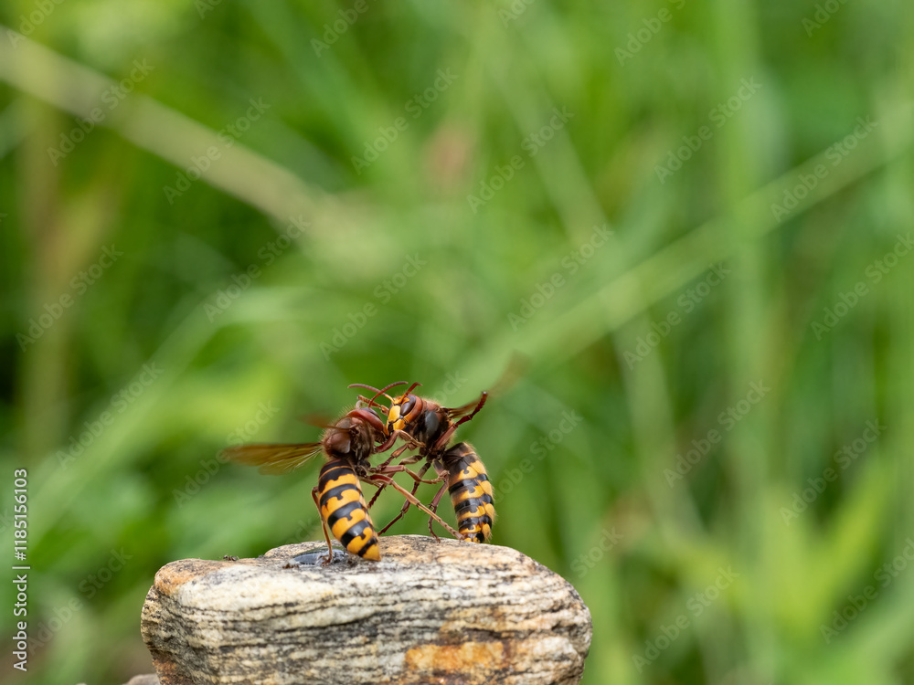 Hornisse (Vespa crabro) Königin Hornisse (Vespa crabro) Königin