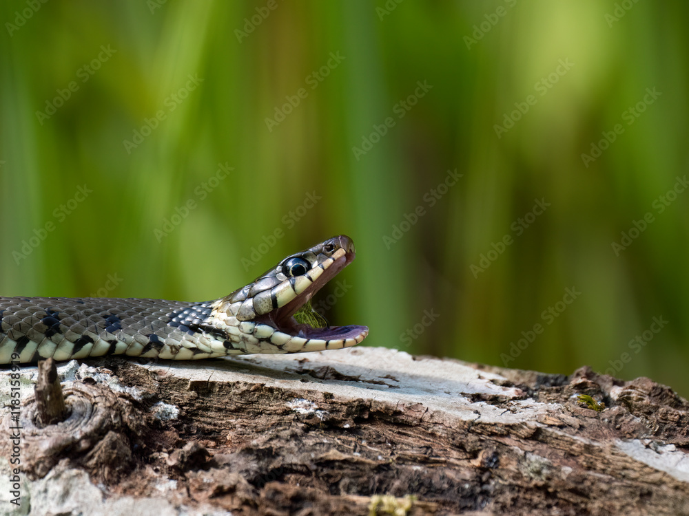 Fototapeta premium Barrenringelnatter (Natrix helvetica)