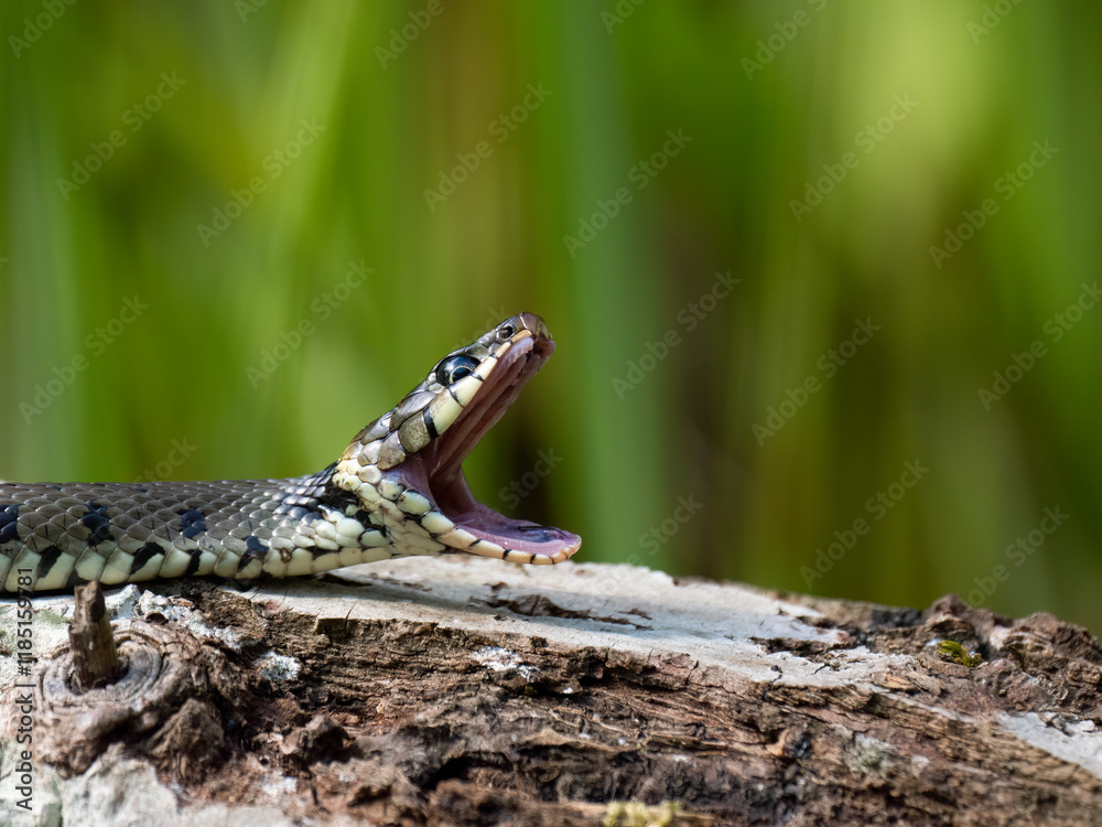 Barrenringelnatter (Natrix helvetica) Barrenringelnatter (Natrix helvetica)
