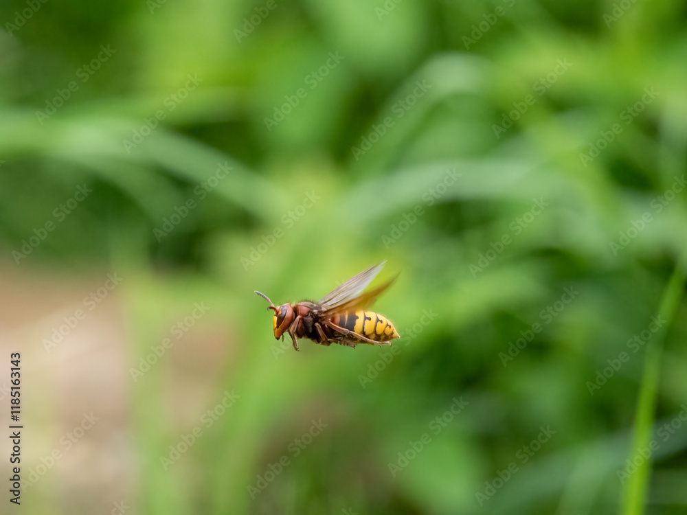 Hornisse (Vespa crabro) Königin Hornisse (Vespa crabro) Königin