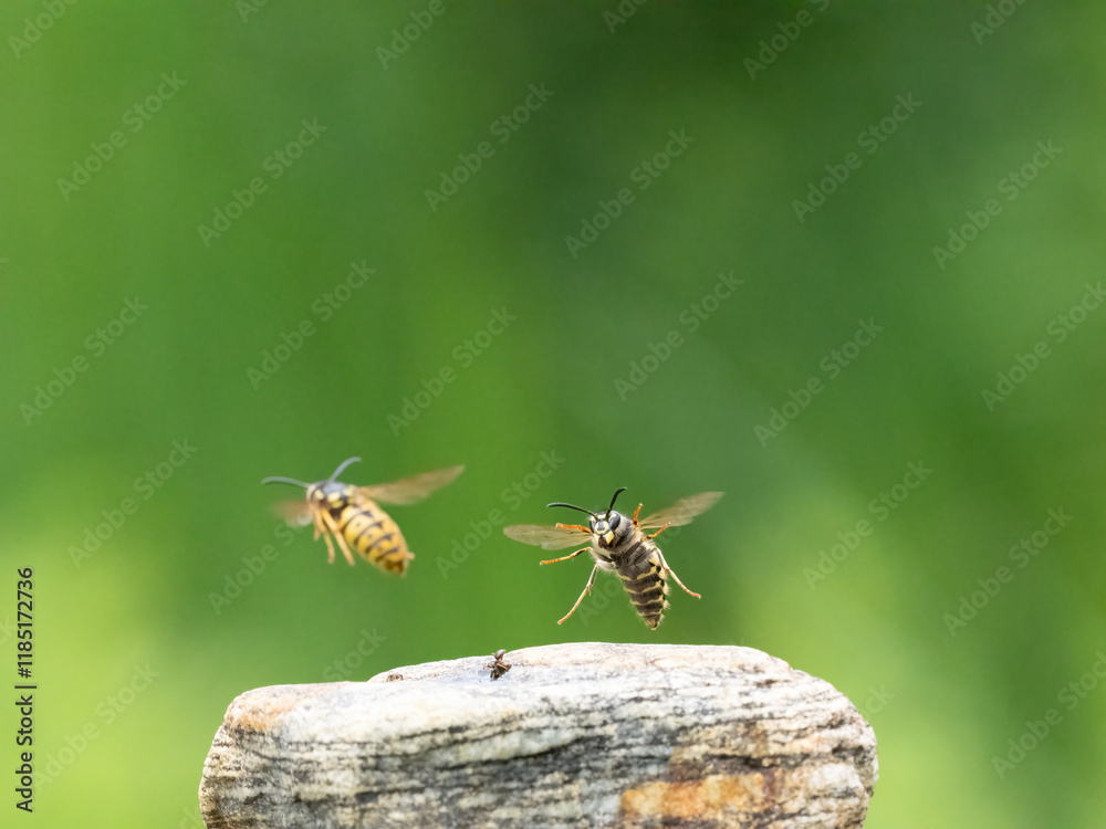 Hornisse (Vespa crabro) Königin Hornisse (Vespa crabro) Königin