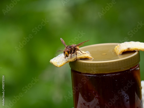 Hornisse (Vespa crabro) Königin photo