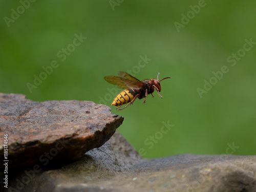 Hornisse (Vespa crabro) Königin photo