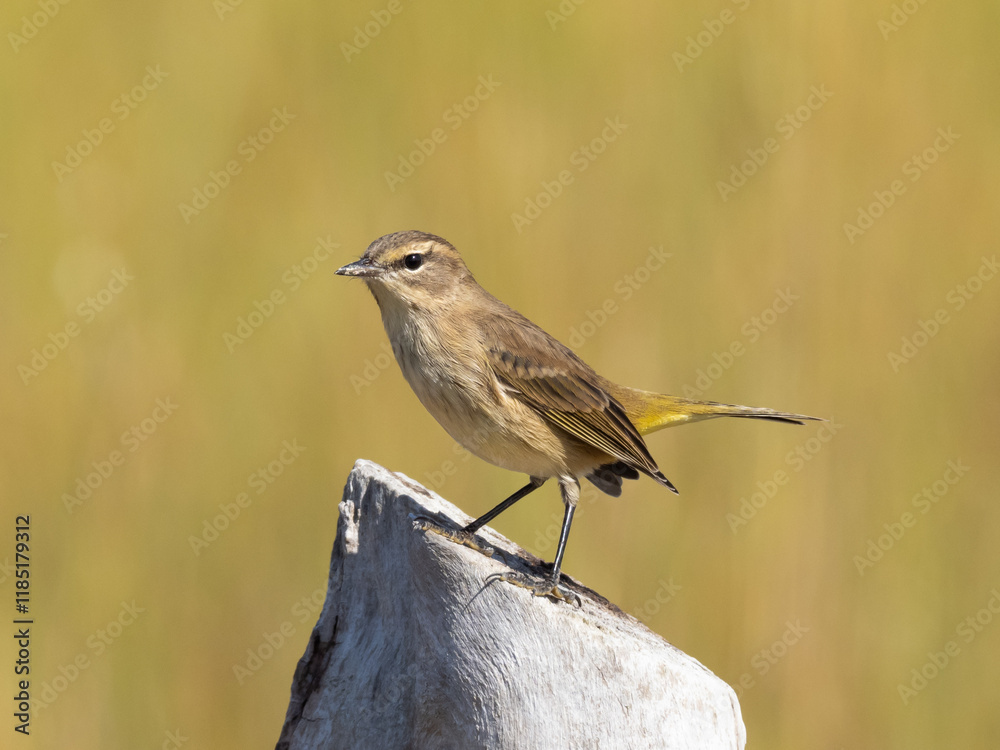Palm Warbler of the western race in non-breeding plumage and perched on a log
