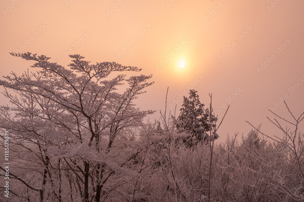 Obraz premium 朝焼けでオレンジ色に染まる霧氷の森