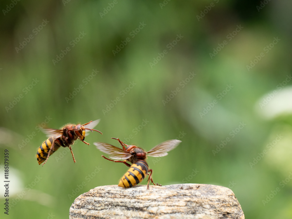 Hornisse (Vespa crabro) Königin Hornisse (Vespa crabro) Königin