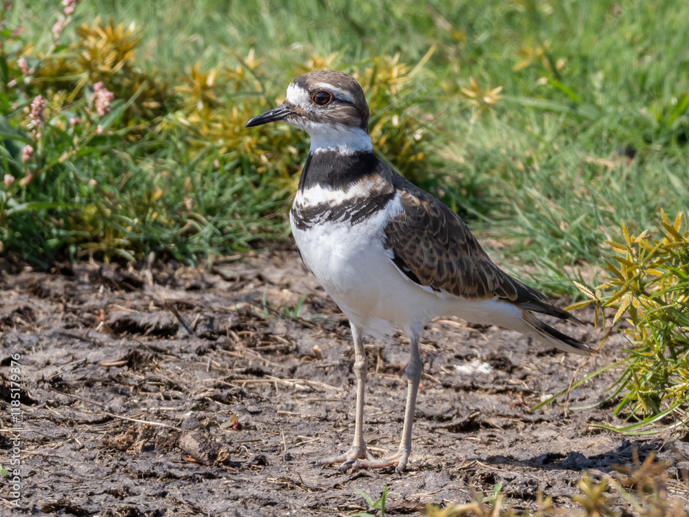 Close up of a Killdeer standing amongst scrubby grass Close up of a Killdeer standing amongst scrubby grass