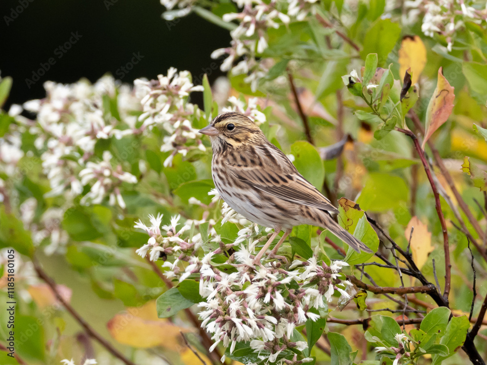 Fototapeta premium A Savannah Sparrow perched in a shrub amongst white flowers