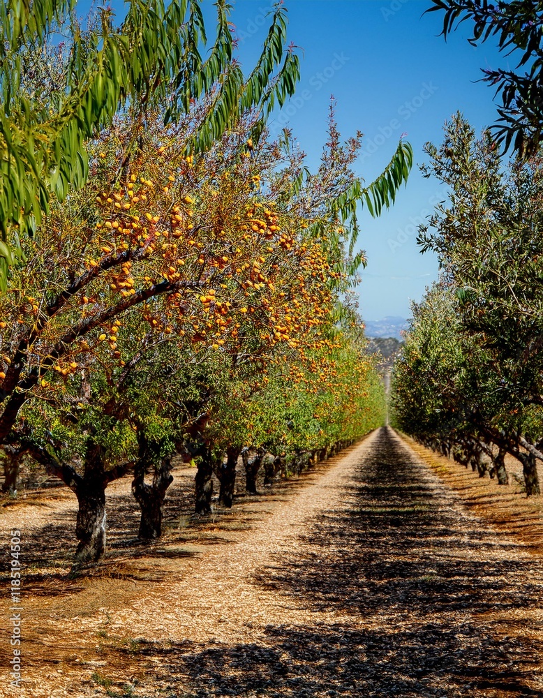 Naklejka premium Golden autumn orchard path, trees laden with ripe fruit.