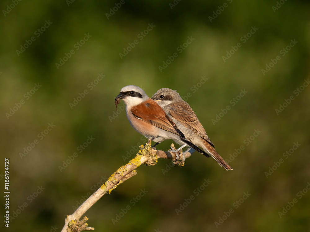 Naklejka premium Neuntöter (Lanius collurio)