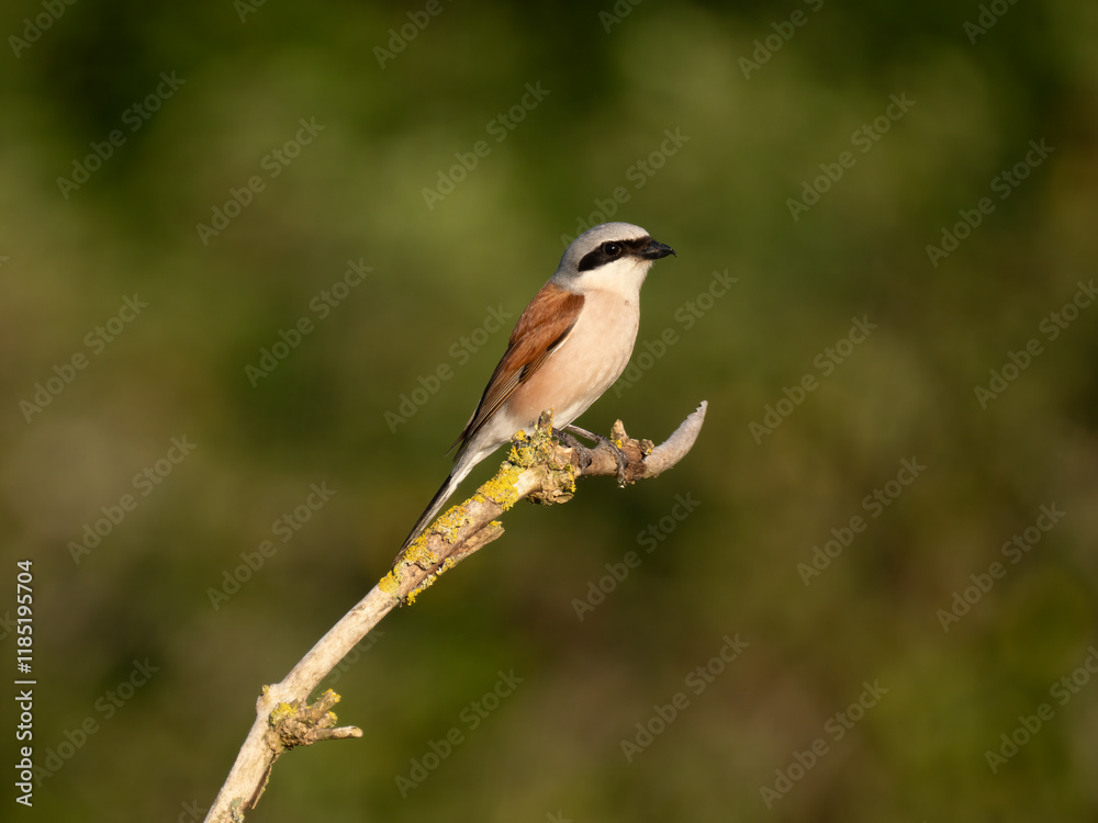 Neuntöter (Lanius collurio) Neuntöter (Lanius collurio)