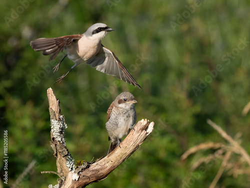 Neuntöter (Lanius collurio)