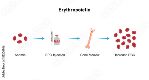 Erythropoietin (EPO) Effect on RBC Molecules Science Design. Vector Illustration.