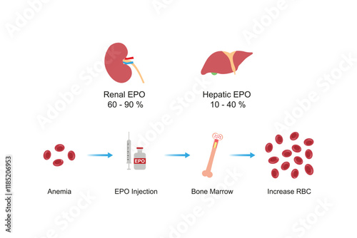 Erythropoietin (EPO) Effect on RBC Molecules Science Design. Vector Illustration.